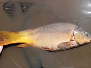Mirror Carp