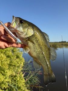 Largemouth Bass