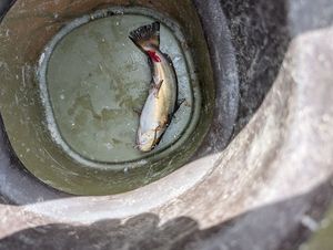Black Bullhead