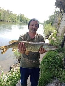 Northern Pike