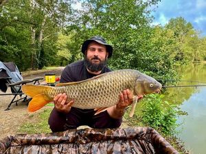 Common Carp