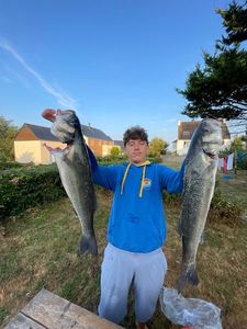 European Bass (Seabass)