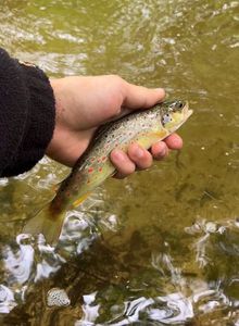 Brown Trout