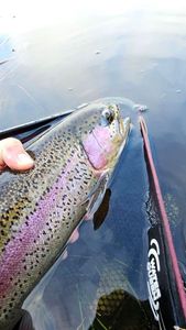 Rainbow Trout
