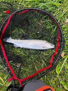 Rainbow Trout