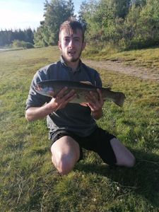 Rainbow Trout