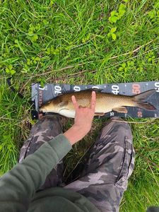 Barbel