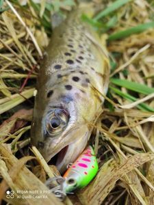 Brown Trout