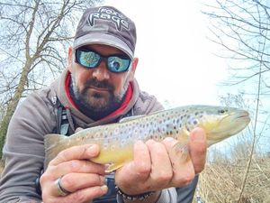 Brown Trout