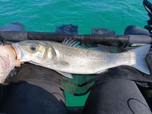European Bass (Seabass)