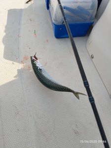 Mackerel