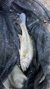 Largemouth Bass