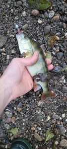 European Perch