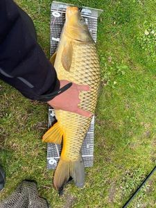 Common Carp