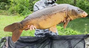 Mirror Carp