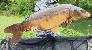 Mirror Carp