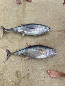 Yellowfin Tuna