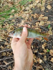 European Perch