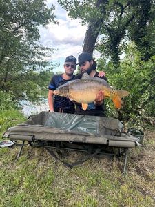 Mirror Carp