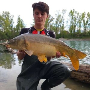 Mirror Carp