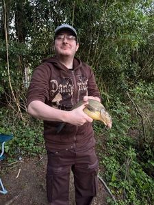 Common Bream