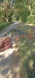 European Perch