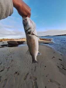 European Bass (Seabass)