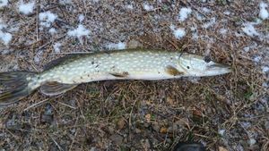 Northern Pike