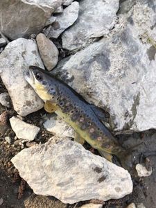 Brown Trout