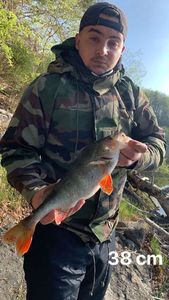 European Perch
