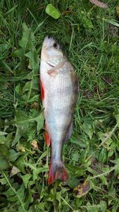 European Perch