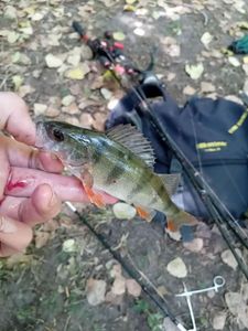 European Perch