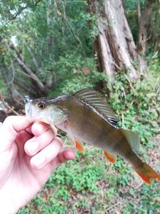 European Perch