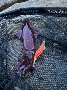 European Squid