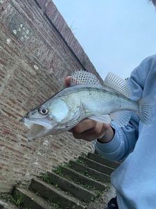 Zander