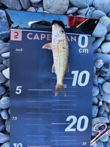 Red Mullet