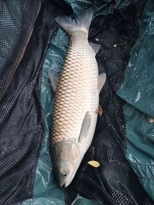 Carpe Amour (Carpe de Roseau)