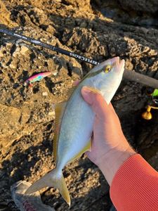 Greater Amberjack