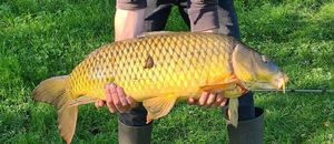 Common Carp