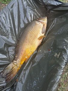 Mirror Carp