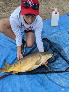 Mirror Carp