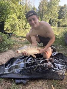 Mirror Carp