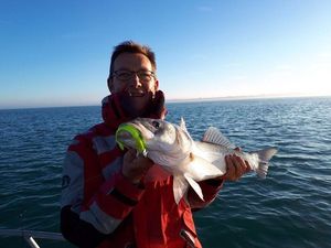 European Bass (Seabass)