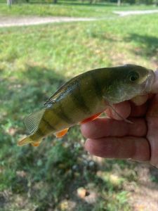 European Perch