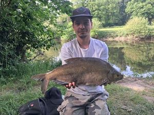 Common Bream