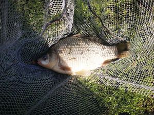 Crucian Carp