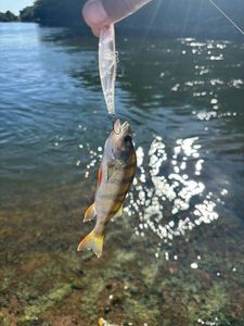 European Perch