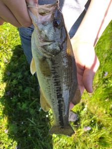 Black Bass (Achigan à Grande Bouche)