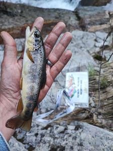 Brown Trout