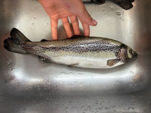 Rainbow Trout
